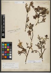 Foto von Salix waldsteiniana Willd.
